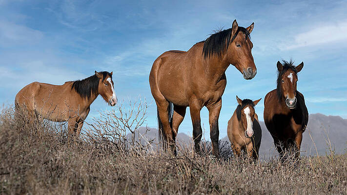 Wall Art - Photograph - New Leader by Paul Martin