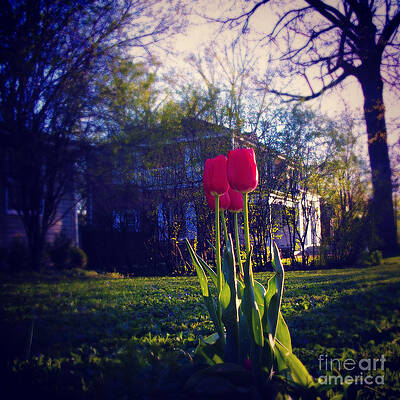 New Spring Tulips - Square by Frank J Casella New Spring Tulips - Square by Frank J Casella