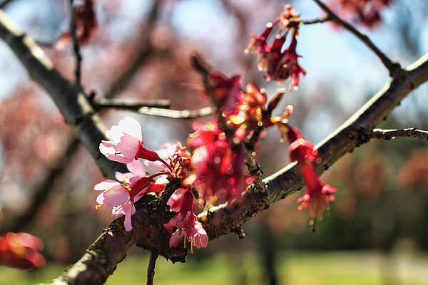 Wall Art - Photograph - Newark Cherry Blossom Series - 3 by Christopher Lotito