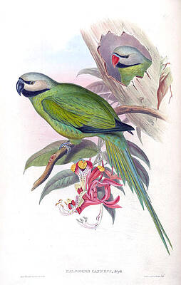 Nicobar Parakeet by John Gould Nicobar Parakeet by John Gould