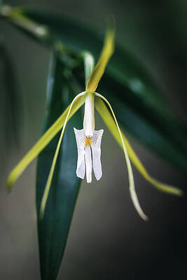 Wall Art - Photograph - Night Scented Orchid Elegance by Rudy Wilms