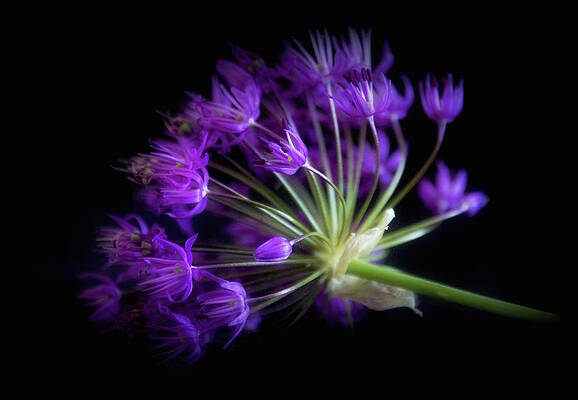 Nocturnal Elegance by Norma A Lahens Nocturnal Elegance by Norma A Lahens