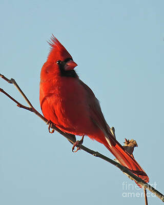 Northern Cardinal 29 by Steve Gass Northern Cardinal 29 by Steve Gass