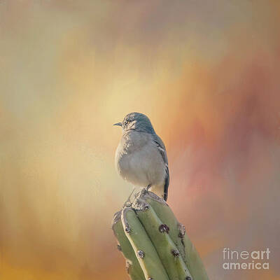 Wall Art - Photograph - Northern Mockingbird on Cactus Five by Elisabeth Lucas