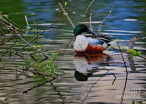 Wall Art - Photograph - Northern Shoveler by Thomas Nay