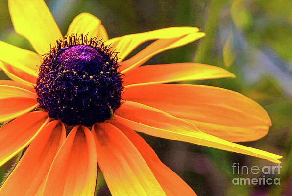 Wall Art - Photograph - Not So Mellow Yellow by Coral Stengel