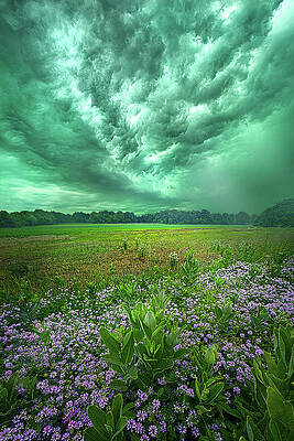 Not Yet Fallen by Phil Koch Not Yet Fallen by Phil Koch