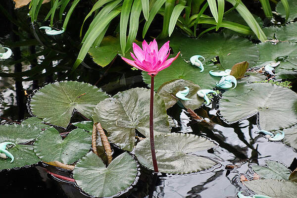 NY Botanical Garden Lone Flower by Russ Considine NY Botanical Garden Lone Flower by Russ Considine