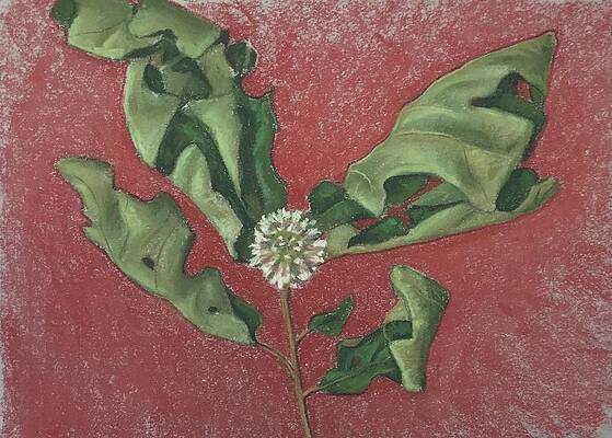 Oak Leaves Drawings for Sale (Page #3 of 6) - Fine Art America