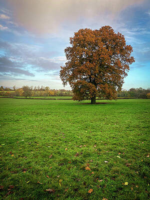 Wall Art - Photograph - Oak tree in autumn by Seeables Visual Arts