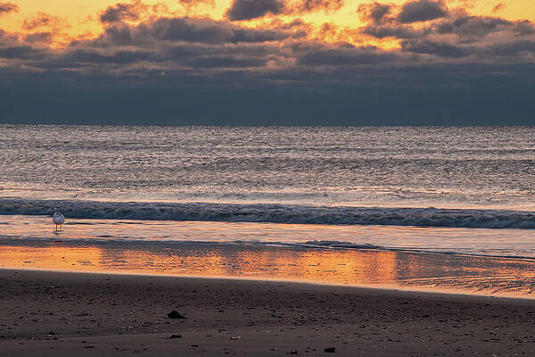 Ocean City Golden Sunrise by Kristia Adams Ocean City Golden Sunrise by Kristia Adams