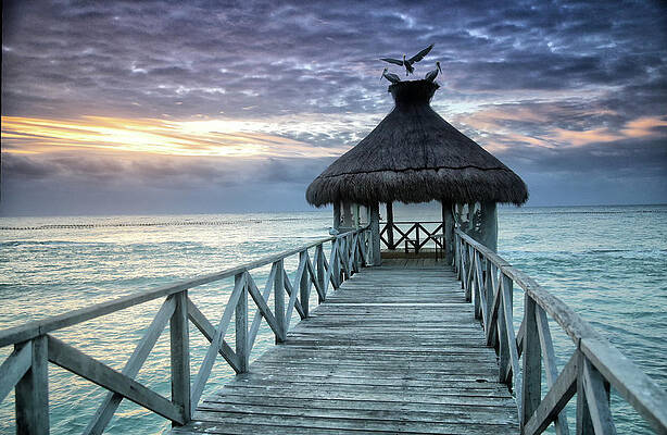 Wall Art - Photograph - To Dance in the Sunlight with Pelicans  by William Rainey