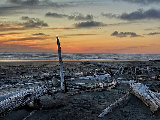 Wall Art - Photograph - Ocean Shores Driftwood  by Jerry Abbott