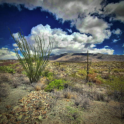 Ocotillo at Saguaro National Park by Chance Kafka Ocotillo at Saguaro National Park by Chance Kafka