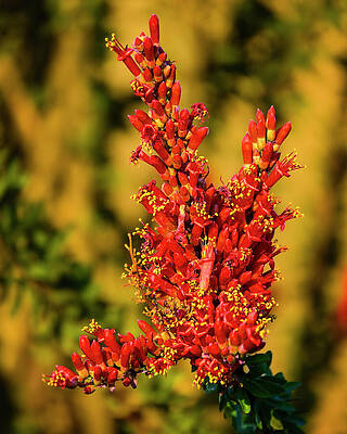 Wall Art - Photograph - Ocotillo Blooming 25436 by Mark Myhaver