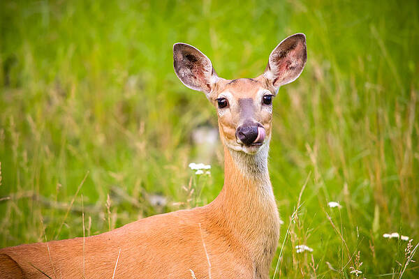 Wall Art - Photograph - Oh Deer by Bonny Puckett