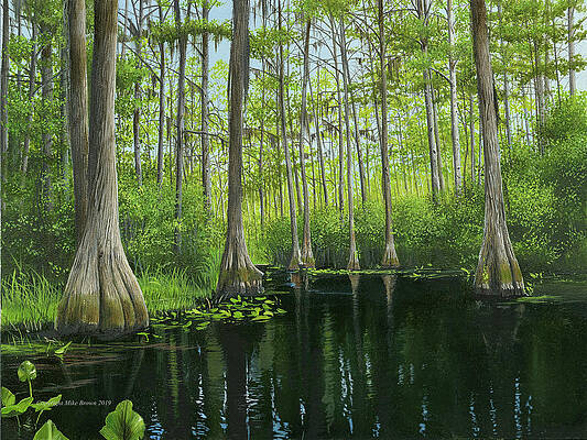 Okekenokee Swamp by Mike Brown Okekenokee Swamp by Mike Brown