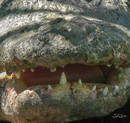 Old Alligator by Steven Sparks Old Alligator by Steven Sparks