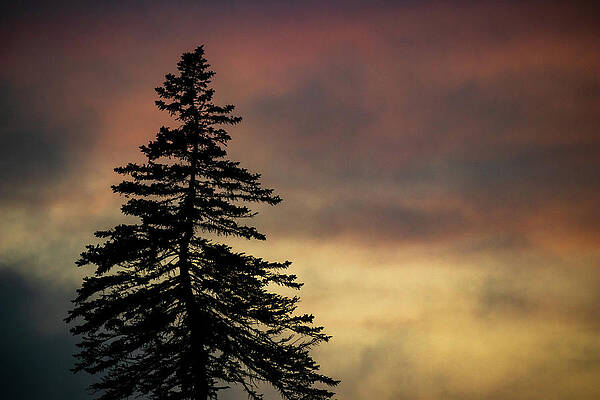 Old Growth by Eventide Light Old Growth by Eventide Light