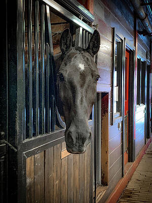 Old Guard Black Horse by Lora J Wilson Old Guard Black Horse by Lora J Wilson