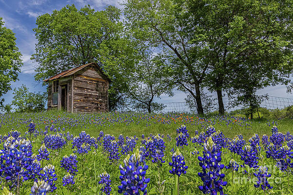  Photograph - Old Shack in the Bluebonnets by Clicking With Nature