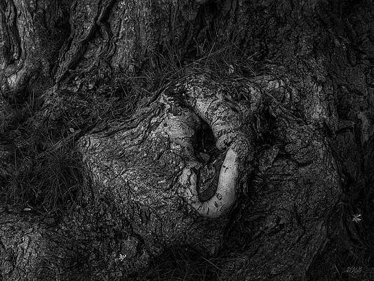 Old Tree Roots V BW by David Gordon Old Tree Roots V BW by David Gordon