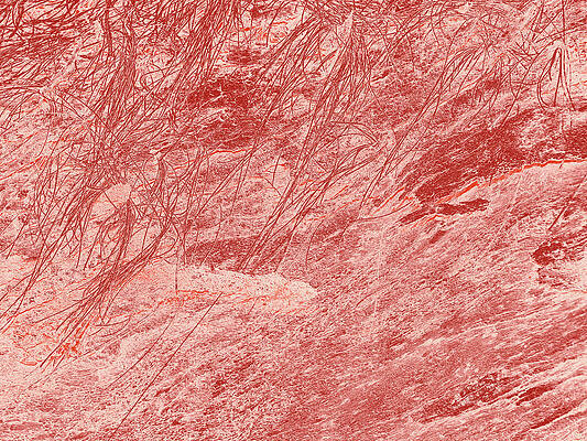 Wall Art - Digital Art - Old Tree Trunk, In Peach by David Desautel