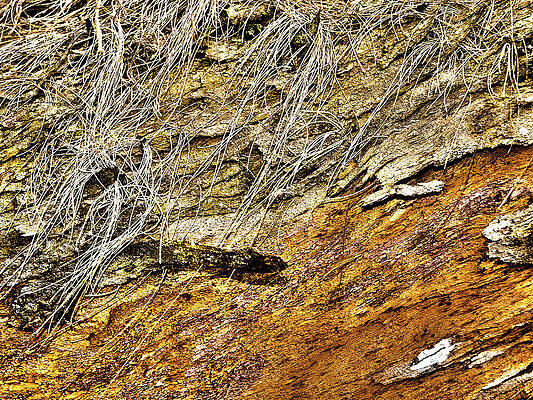 Wall Art - Digital Art - Old Tree Trunk In Yellow by David Desautel