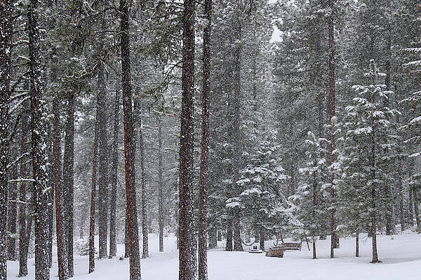 On a Winter's Day by JoAnn Gilpin