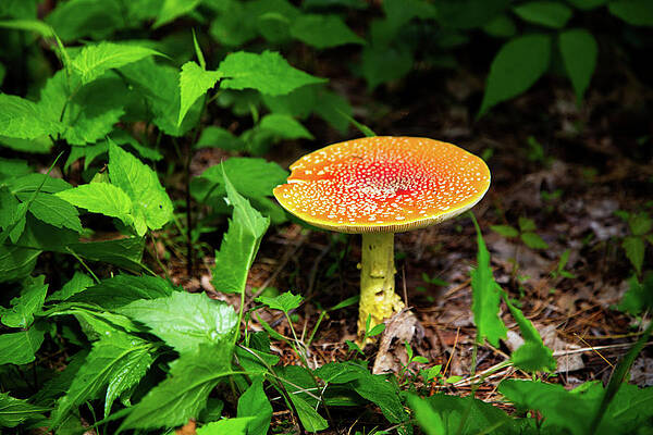 On The Forest Floor by Karol Livote On The Forest Floor by Karol Livote