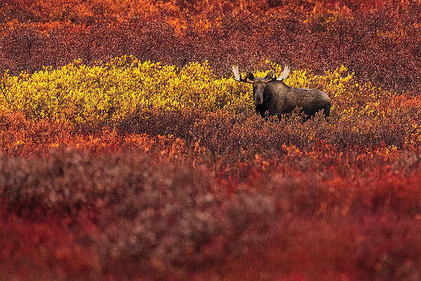 On the Tundra by Chad Dutson On the Tundra by Chad Dutson