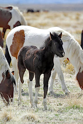 ONAQUI FOAL, AN UNCERTAIN FUTURE by Jennifer Robin ONAQUI FOAL, AN UNCERTAIN FUTURE by Jennifer Robin