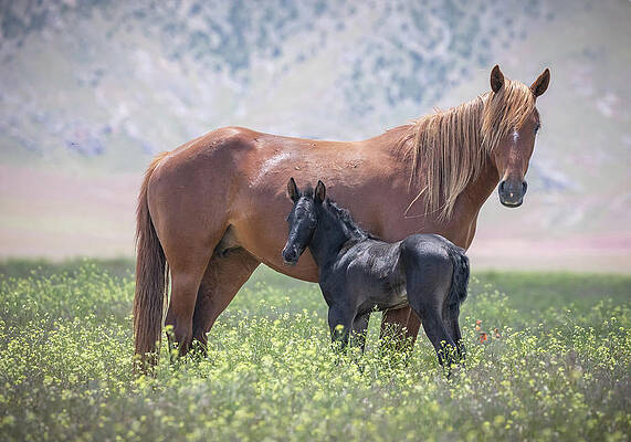 Onaqui Summer Days by Darlene Smith Onaqui Summer Days by Darlene Smith