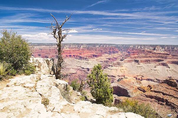Wall Art - Photograph - Once a Tree by Segura Shaw Photography