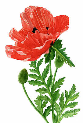 Poppy Paintings (Page #28 of 35) | Fine Art America