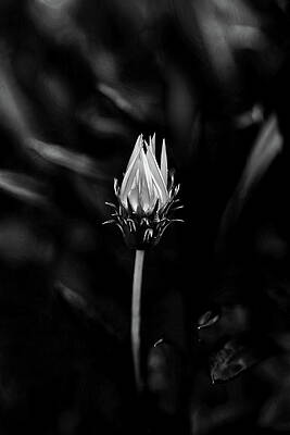 Wall Art - Photograph - Only You by Az Jackson