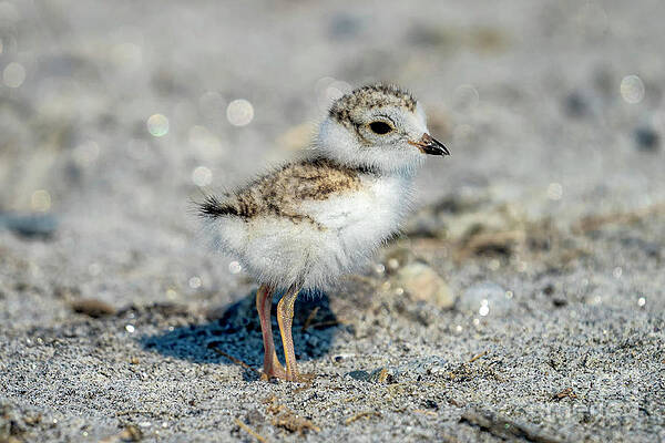 Wall Art - Photograph - OOB Piping Plover by Craig Shaknis