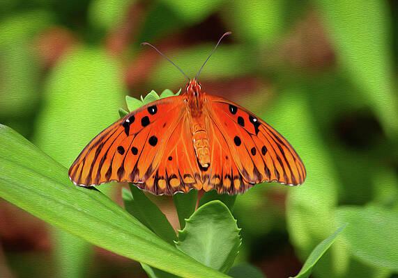 Orange Butterfly by Robert Blandy Jr Orange Butterfly by Robert Blandy Jr
