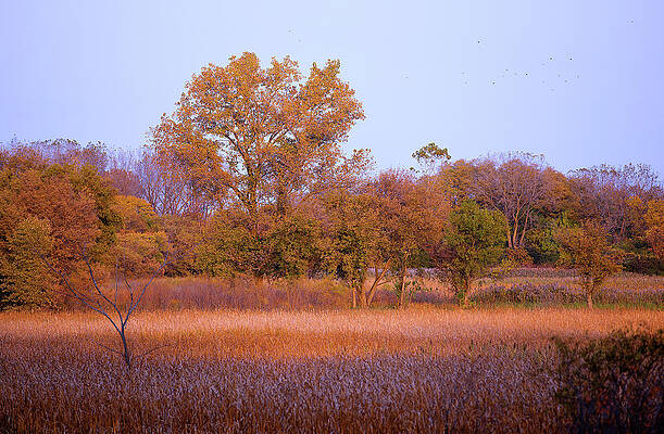 Orange Fall by Milena Ilieva Orange Fall by Milena Ilieva
