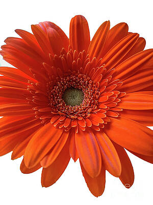 Orange Gerbera Daisy with White Background 2 by Tony Baca Orange Gerbera Daisy with White Background 2 by Tony Baca