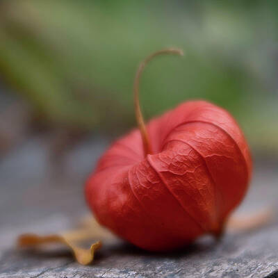 Orange Lantern by Forest Floor Photography Orange Lantern by Forest Floor Photography