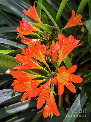 Wall Art - Photograph - Orange Lilies by Leslie Brashear