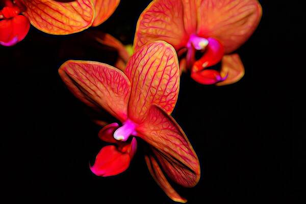 Orange Pink Orchid by Mark J Dunn Orange Pink Orchid by Mark J Dunn
