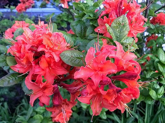 Wall Art - Photograph - Orange Rhododendron by Dean Williams