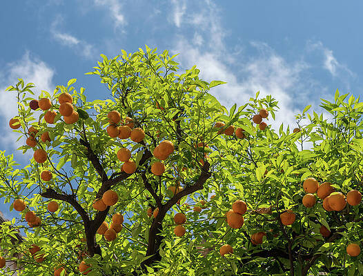 Wall Art - Photograph - Oranges grow on tree in courtyard of monastery by Steven Heap