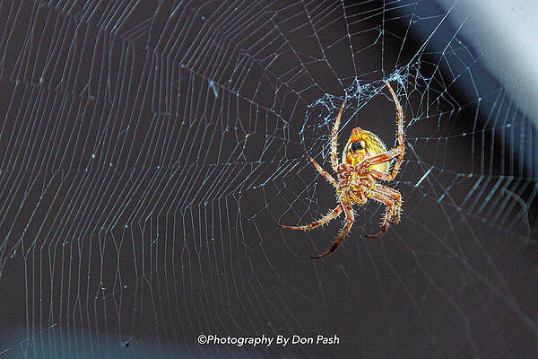 Orb Weaver Garden Spider 1 by Donald Pash Orb Weaver Garden Spider 1 by Donald Pash