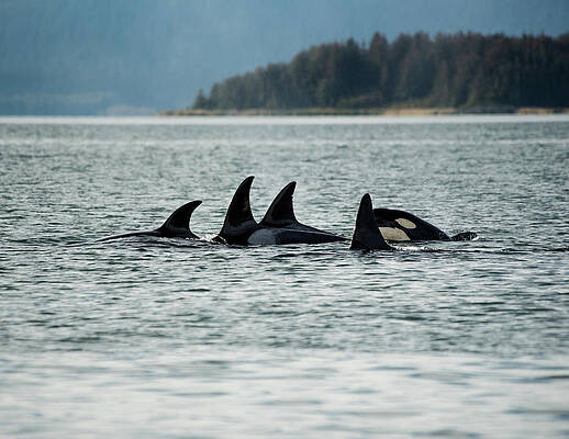 Orcas by David Kirby Orcas by David Kirby