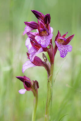 Orchid Anacamptis papilionacea by Felice Placenti Orchid Anacamptis papilionacea by Felice Placenti