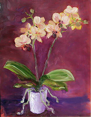 orchid in a white pot by Frank Hoeffler orchid in a white pot by Frank Hoeffler