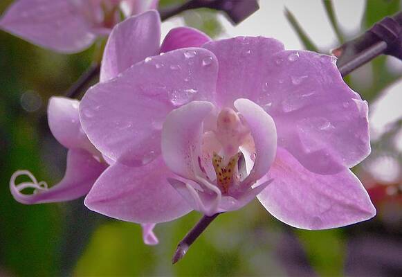 - Orchid in the rain by - Theresa Nye - Orchid in the rain by - Theresa Nye